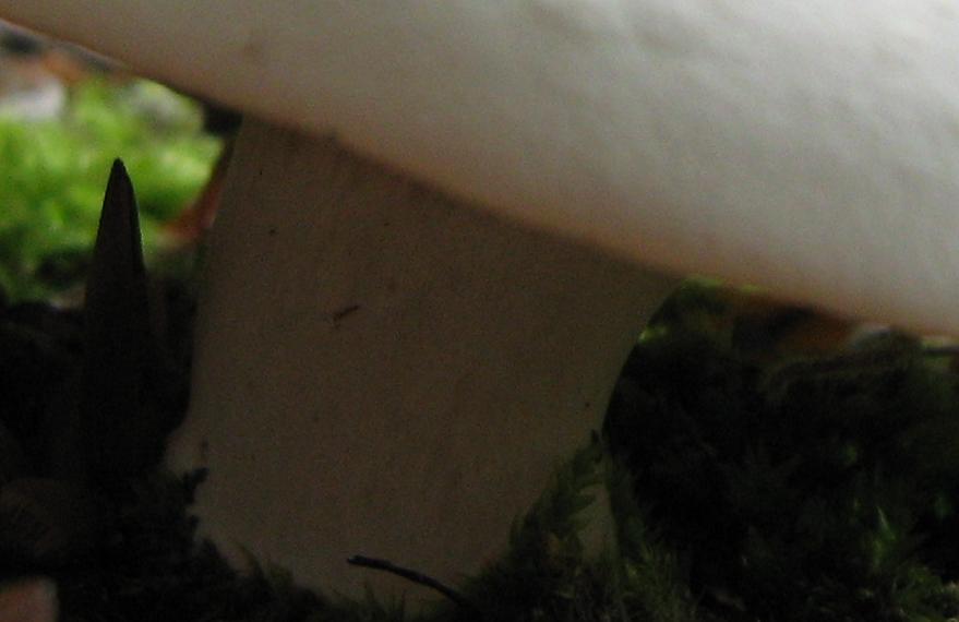 Escursione a Limestre e funghi da identificare